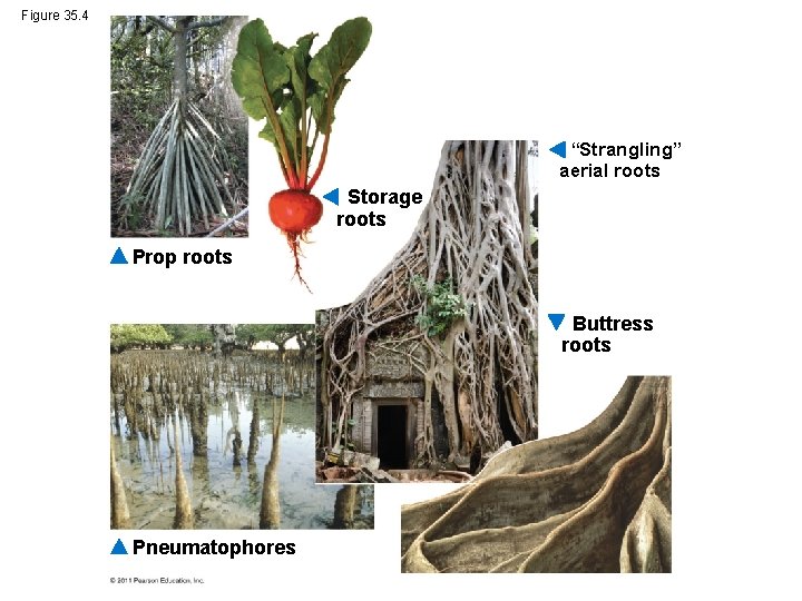 Figure 35. 4 “Strangling” aerial roots Storage roots Prop roots Buttress roots Pneumatophores 