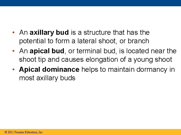  • An axillary bud is a structure that has the potential to form