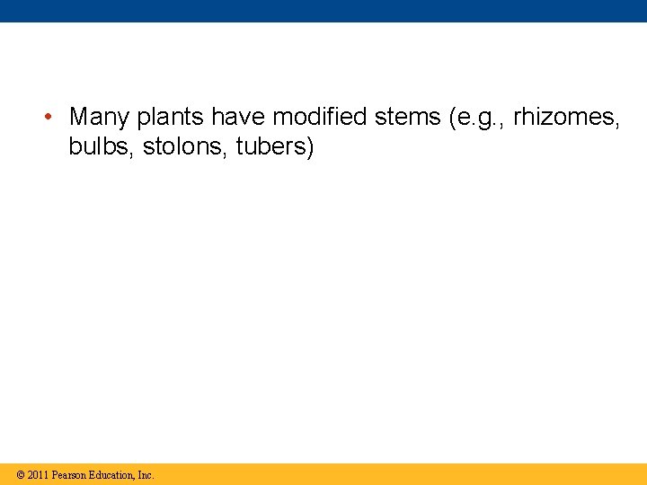  • Many plants have modified stems (e. g. , rhizomes, bulbs, stolons, tubers)