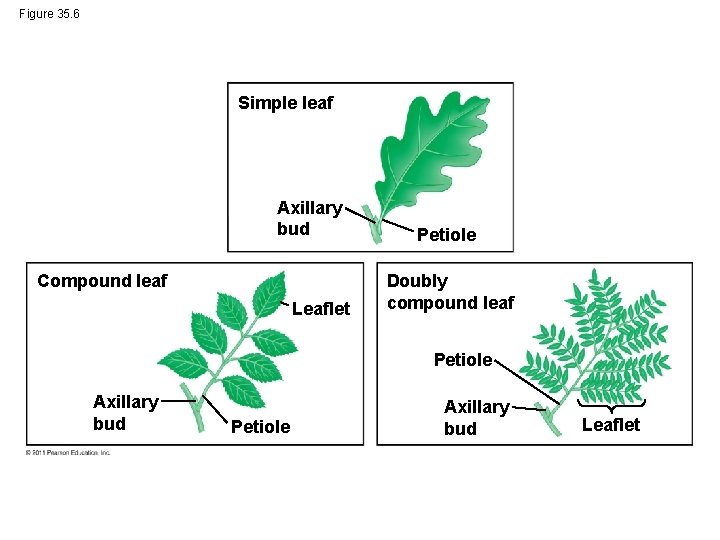 Figure 35. 6 Simple leaf Axillary bud Compound leaf Leaflet Petiole Doubly compound leaf