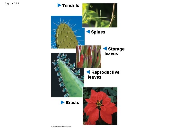 Figure 35. 7 Tendrils Spines Storage leaves Reproductive leaves Bracts 