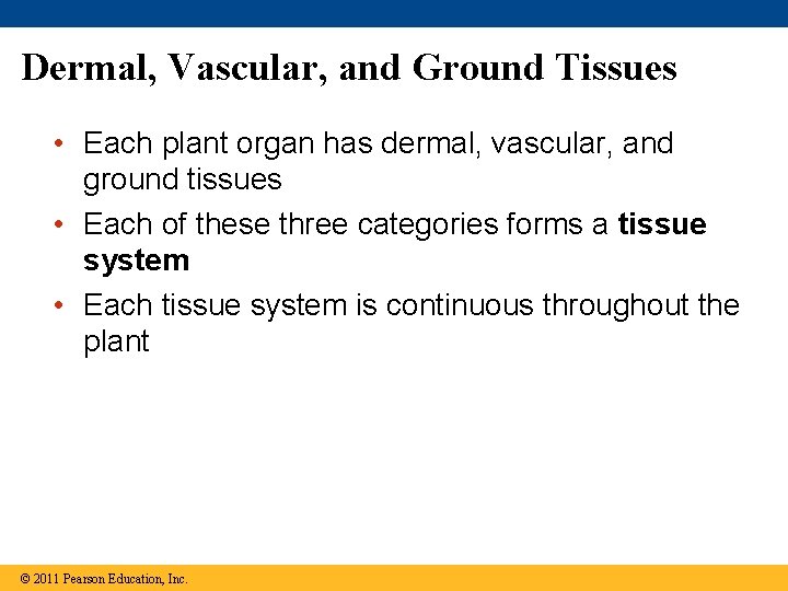 Dermal, Vascular, and Ground Tissues • Each plant organ has dermal, vascular, and ground