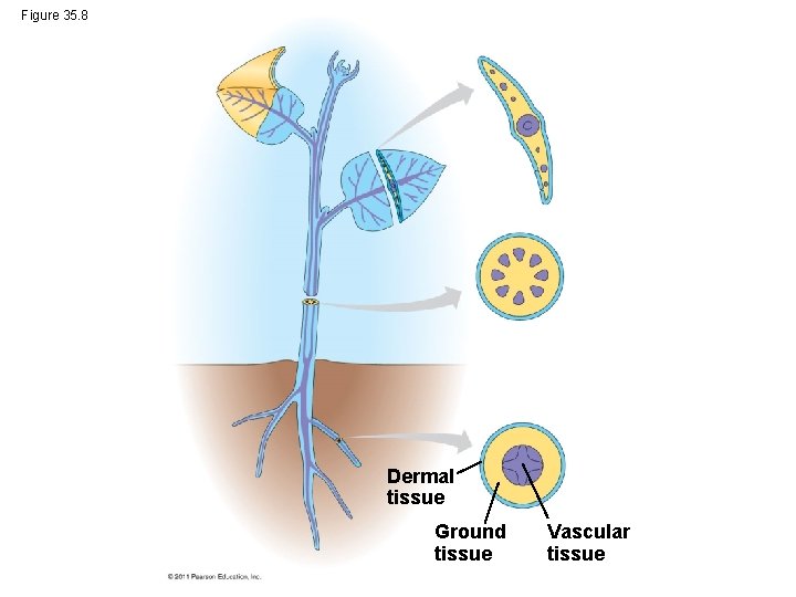 Figure 35. 8 Dermal tissue Ground tissue Vascular tissue 