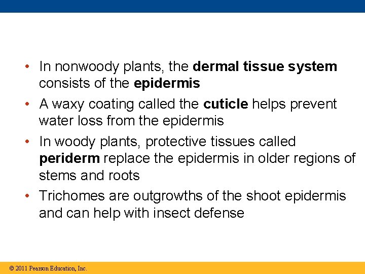  • In nonwoody plants, the dermal tissue system consists of the epidermis •