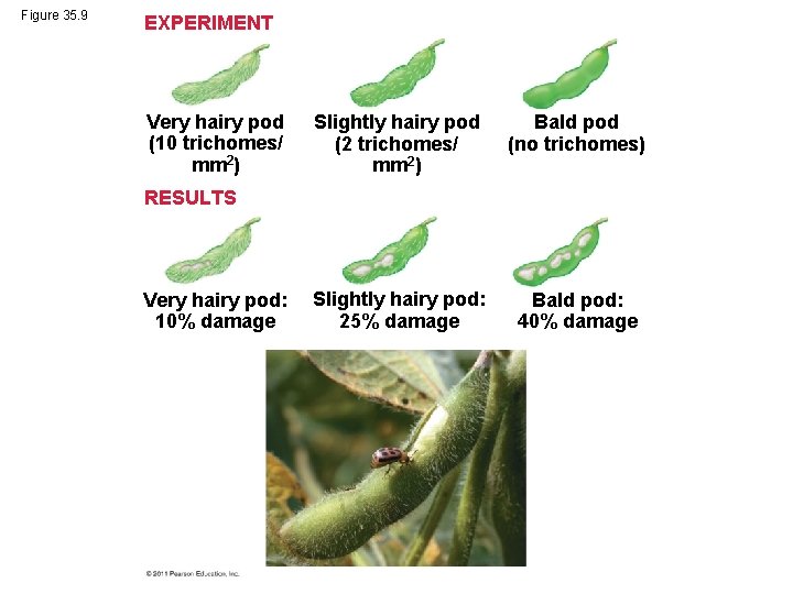 Figure 35. 9 EXPERIMENT Very hairy pod (10 trichomes/ mm 2) Slightly hairy pod