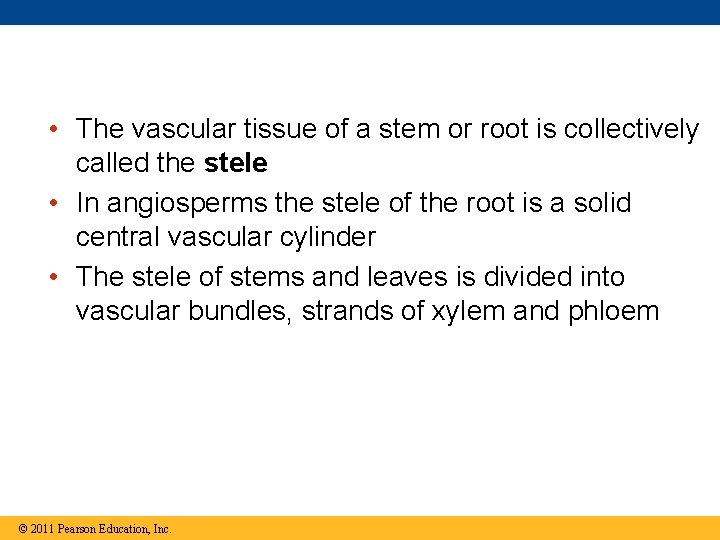  • The vascular tissue of a stem or root is collectively called the