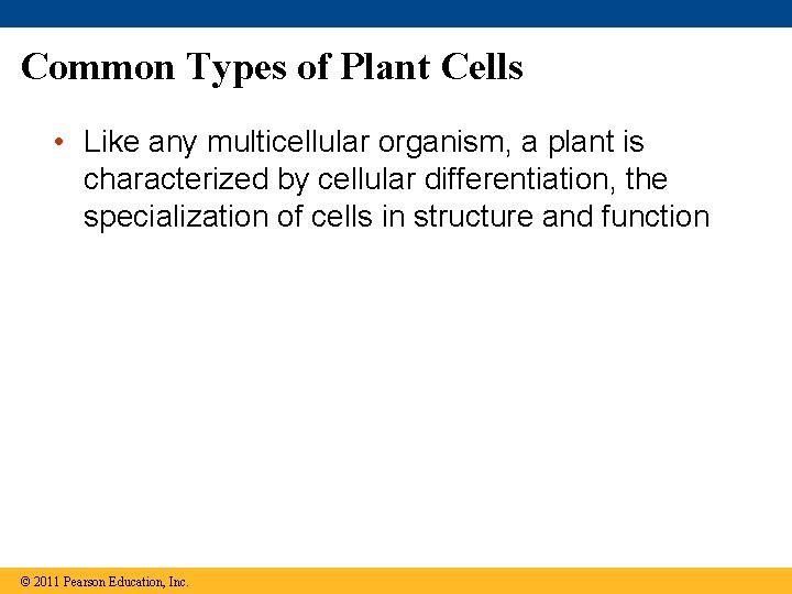 Common Types of Plant Cells • Like any multicellular organism, a plant is characterized