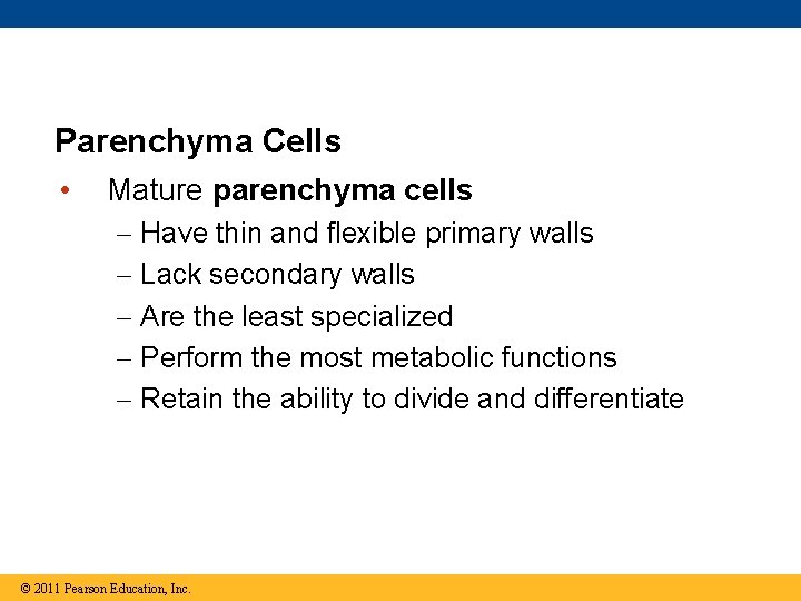 Parenchyma Cells • Mature parenchyma cells – – – Have thin and flexible primary