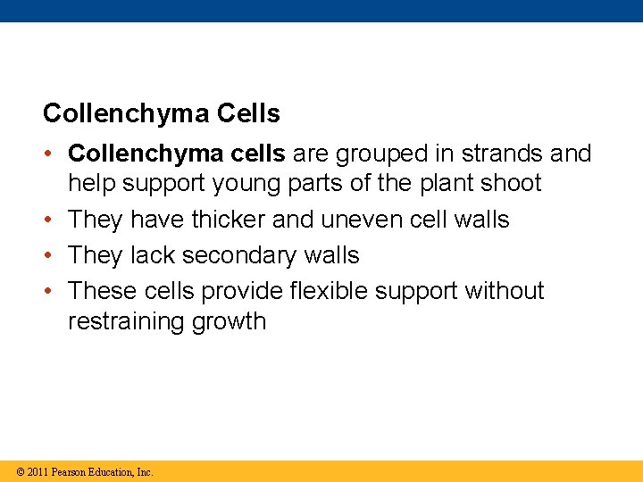 Collenchyma Cells • Collenchyma cells are grouped in strands and help support young parts