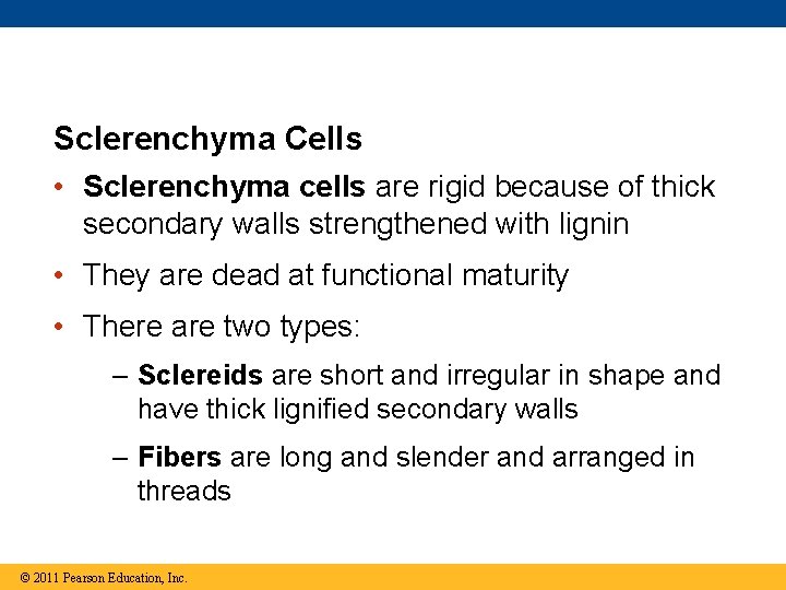 Sclerenchyma Cells • Sclerenchyma cells are rigid because of thick secondary walls strengthened with