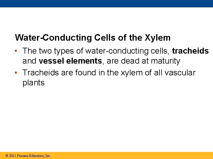 Water-Conducting Cells of the Xylem • The two types of water-conducting cells, tracheids and