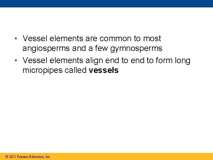  • Vessel elements are common to most angiosperms and a few gymnosperms •