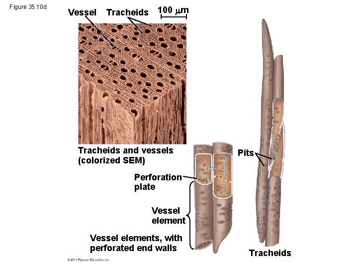 Figure 35. 10 d Vessel Tracheids 100 m Tracheids and vessels (colorized SEM) Pits