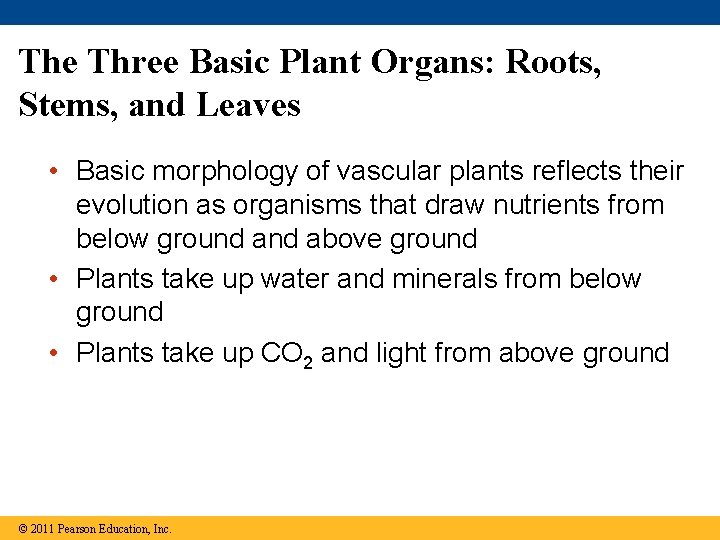 The Three Basic Plant Organs: Roots, Stems, and Leaves • Basic morphology of vascular