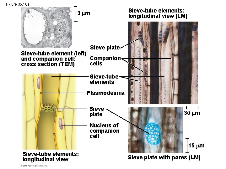 Figure 35. 10 e 3 m Sieve-tube elements: longitudinal view (LM) Sieve plate Sieve-tube