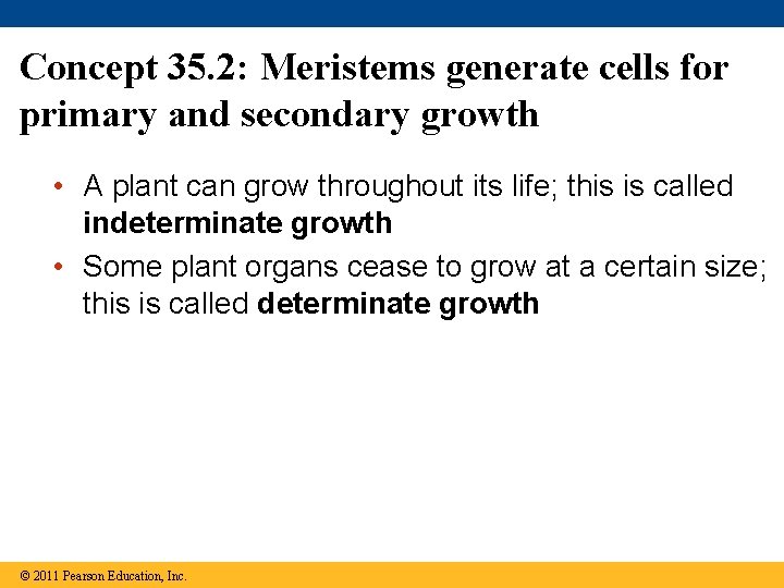 Concept 35. 2: Meristems generate cells for primary and secondary growth • A plant