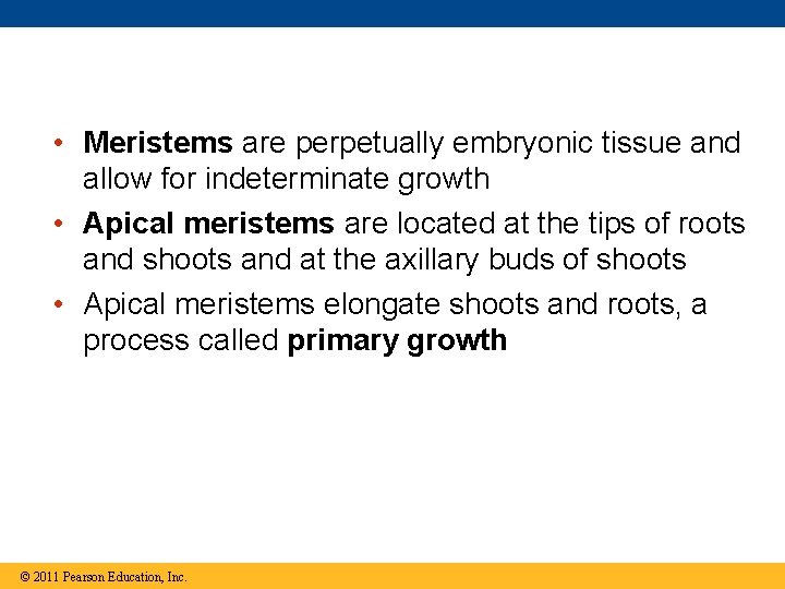  • Meristems are perpetually embryonic tissue and allow for indeterminate growth • Apical