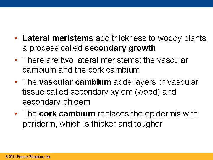  • Lateral meristems add thickness to woody plants, a process called secondary growth