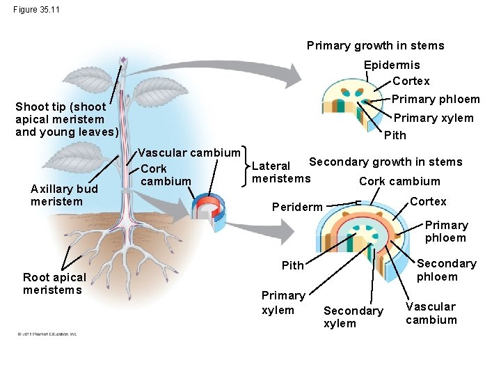 Figure 35. 11 Primary growth in stems Epidermis Cortex Primary phloem Shoot tip (shoot