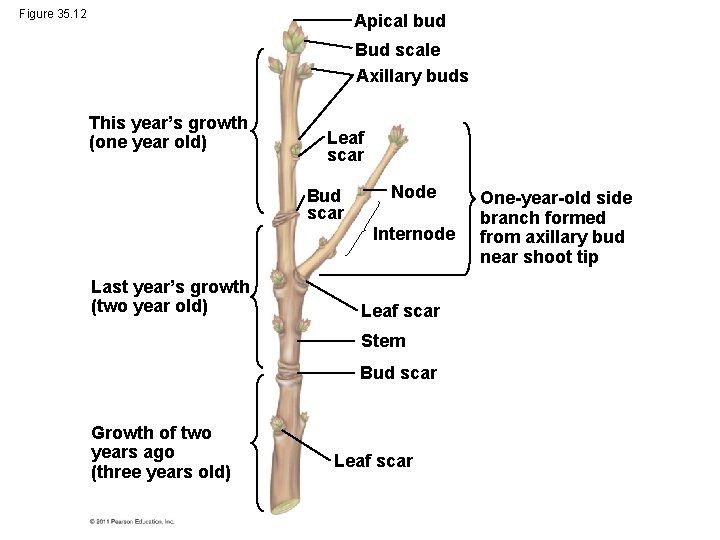 Figure 35. 12 Apical bud Bud scale Axillary buds This year’s growth (one year