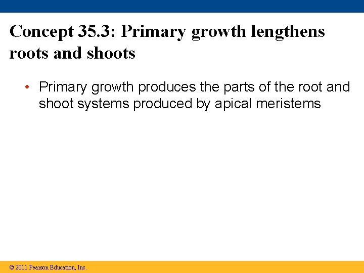 Concept 35. 3: Primary growth lengthens roots and shoots • Primary growth produces the