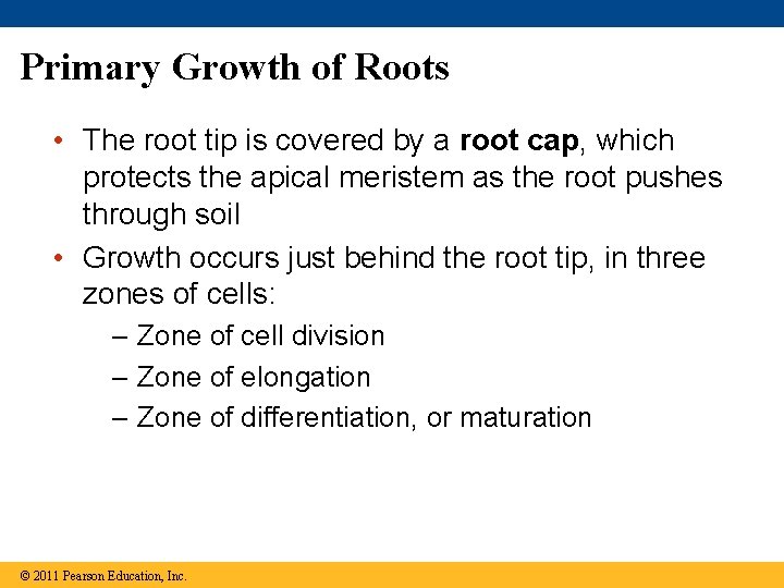 Primary Growth of Roots • The root tip is covered by a root cap,