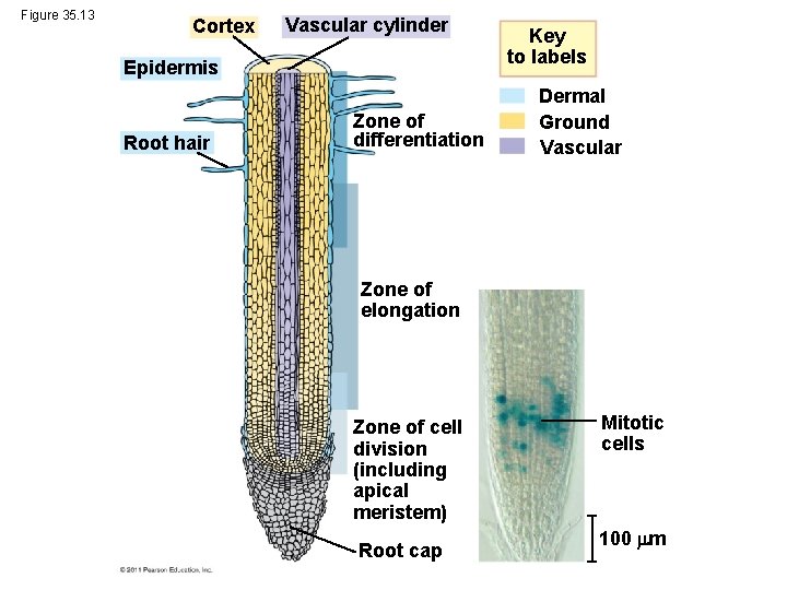 Figure 35. 13 Cortex Vascular cylinder Epidermis Root hair Zone of differentiation Key to