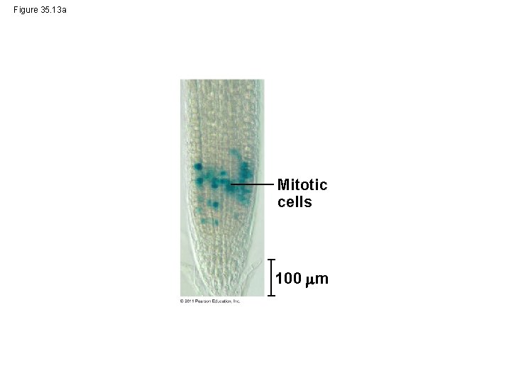 Figure 35. 13 a Mitotic cells 100 m 