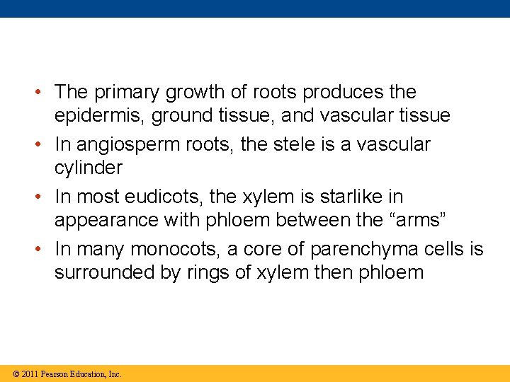  • The primary growth of roots produces the epidermis, ground tissue, and vascular