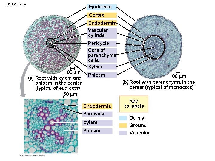 Figure 35. 14 Epidermis Cortex Endodermis Vascular cylinder 100 m (a) Root with xylem