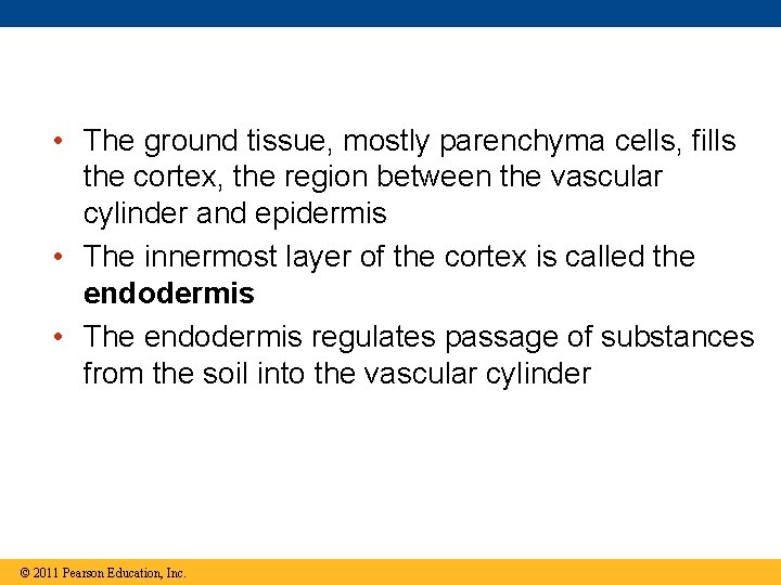  • The ground tissue, mostly parenchyma cells, fills the cortex, the region between