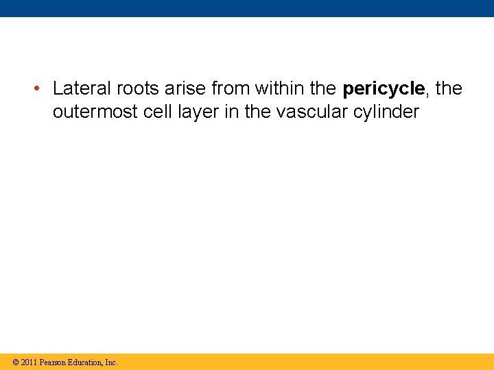  • Lateral roots arise from within the pericycle, the outermost cell layer in