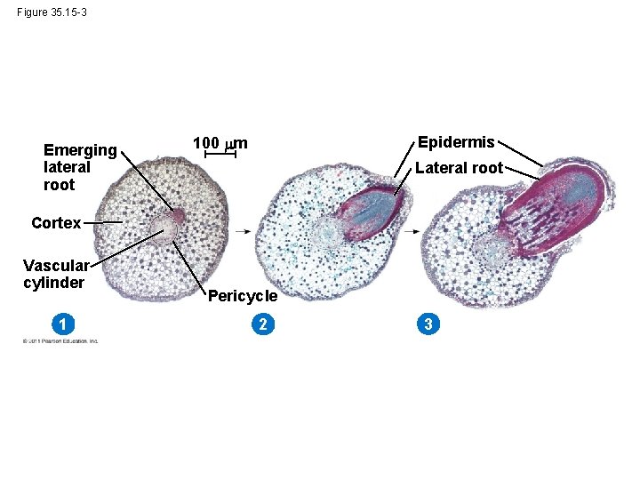 Figure 35. 15 -3 Emerging lateral root 100 m Epidermis Lateral root Cortex Vascular