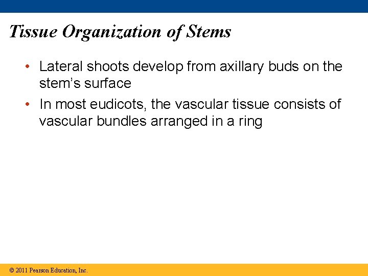 Tissue Organization of Stems • Lateral shoots develop from axillary buds on the stem’s