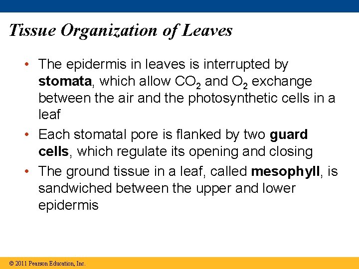 Tissue Organization of Leaves • The epidermis in leaves is interrupted by stomata, which