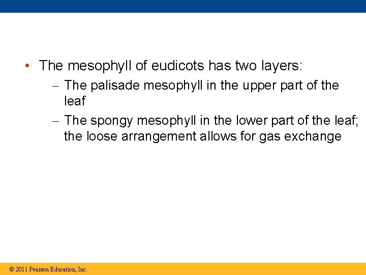  • The mesophyll of eudicots has two layers: The palisade mesophyll in the