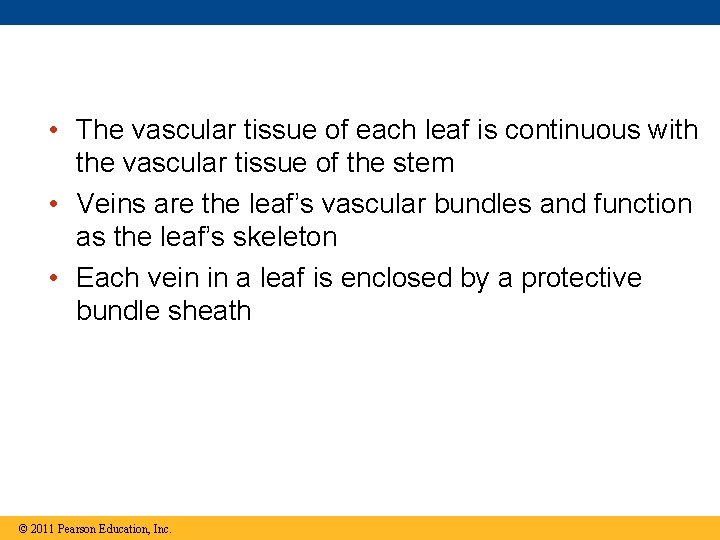  • The vascular tissue of each leaf is continuous with the vascular tissue