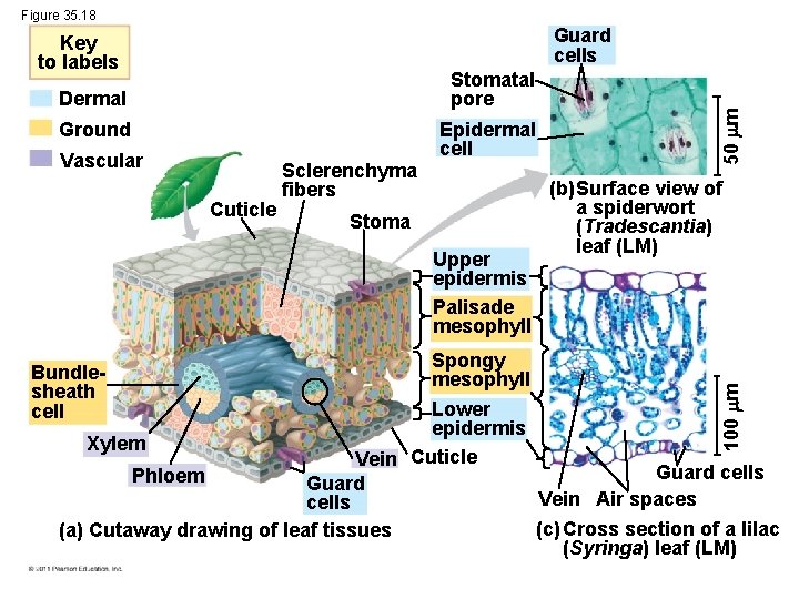 Figure 35. 18 Dermal Stomatal pore Ground Epidermal cell Vascular Cuticle Sclerenchyma fibers Stoma