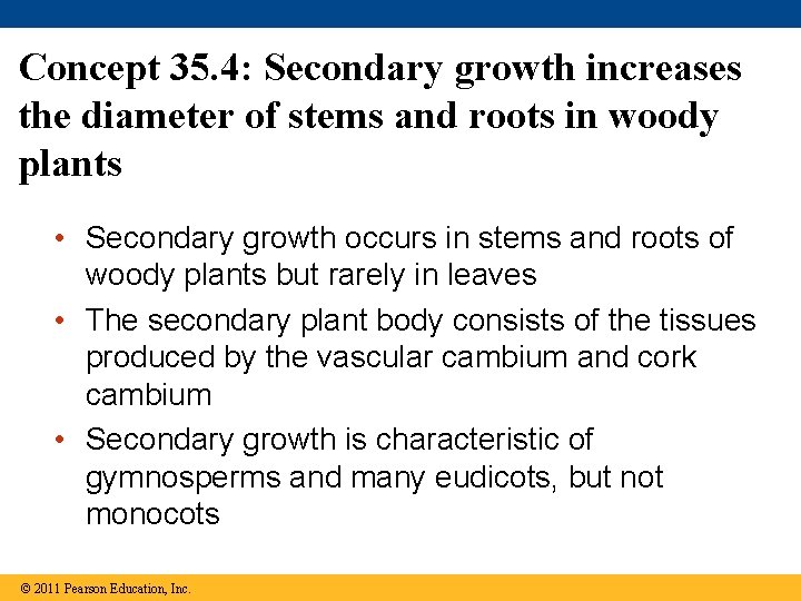 Concept 35. 4: Secondary growth increases the diameter of stems and roots in woody