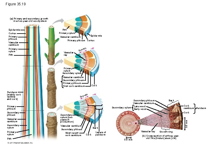 Figure 35. 19 (a) Primary and secondary growth in a two-year-old woody stem Epidermis