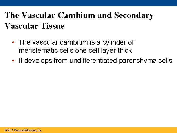 The Vascular Cambium and Secondary Vascular Tissue • The vascular cambium is a cylinder