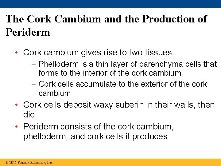 The Cork Cambium and the Production of Periderm • Cork cambium gives rise to