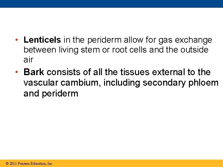  • Lenticels in the periderm allow for gas exchange between living stem or