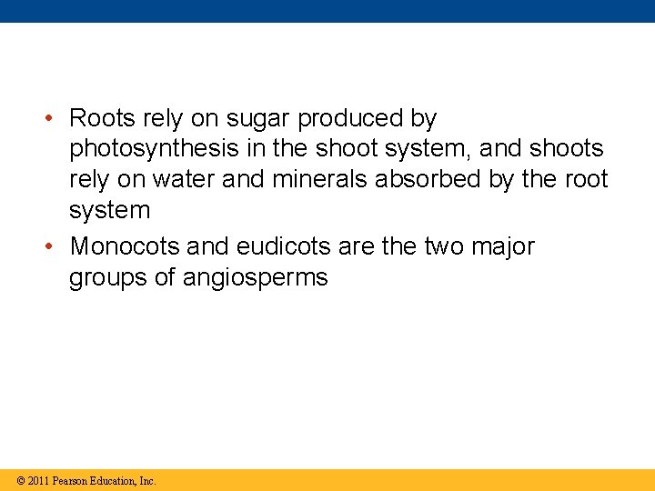  • Roots rely on sugar produced by photosynthesis in the shoot system, and