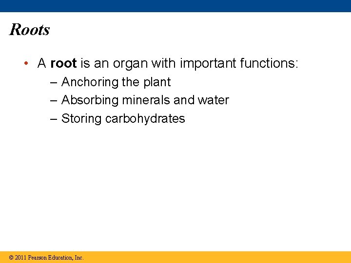 Roots • A root is an organ with important functions: – Anchoring the plant