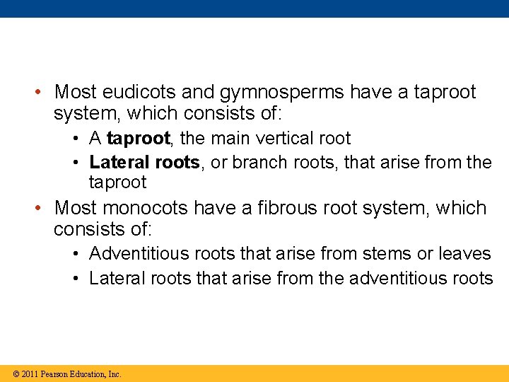  • Most eudicots and gymnosperms have a taproot system, which consists of: •