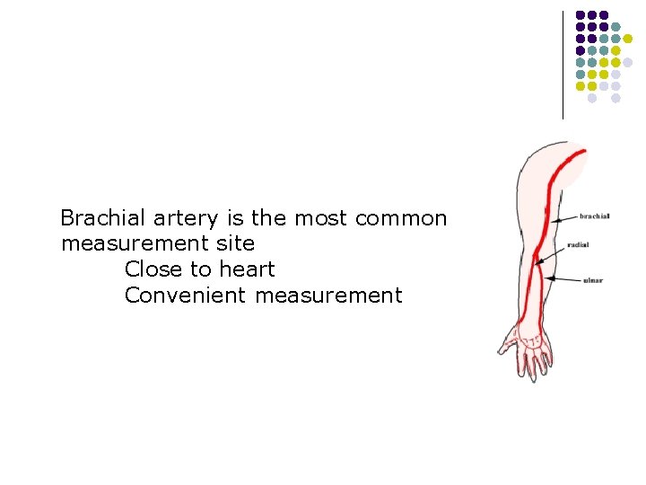 Brachial artery is the most common measurement site Close to heart Convenient measurement 