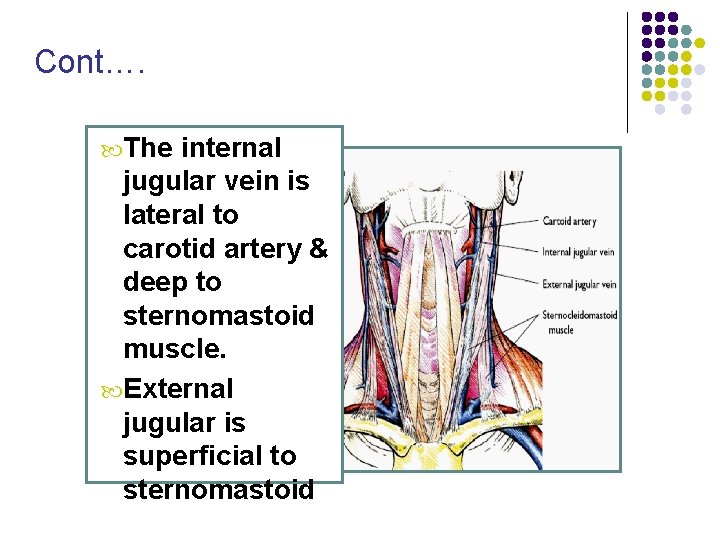 Cont…. The internal jugular vein is lateral to carotid artery & deep to sternomastoid