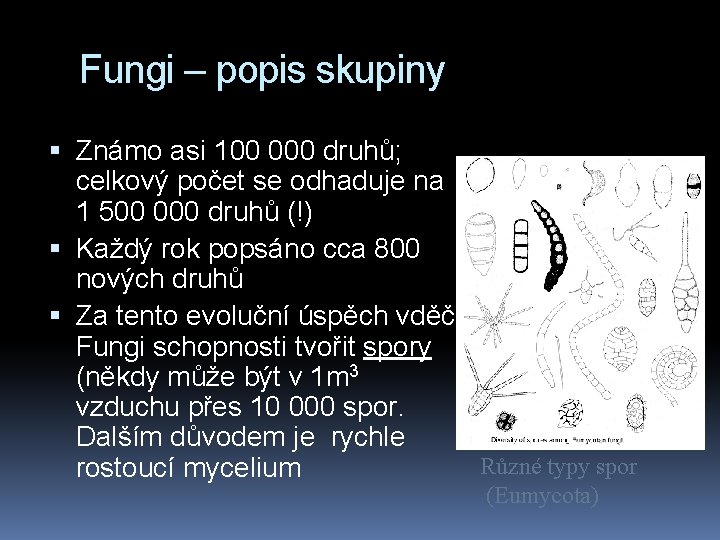 Fungi – popis skupiny Známo asi 100 000 druhů; celkový počet se odhaduje na