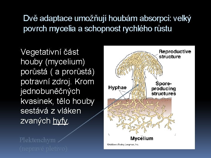 Dvě adaptace umožňují houbám absorpci: velký povrch mycelia a schopnost rychlého růstu Vegetativní část